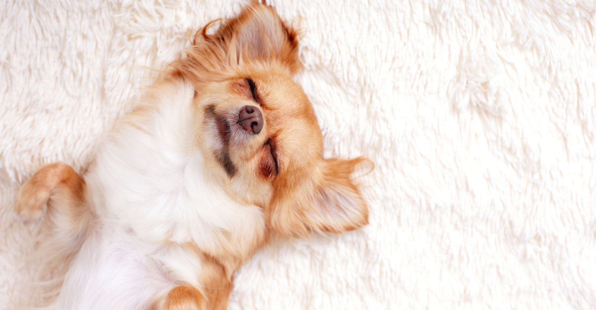 A small dog lying on a soft area rug