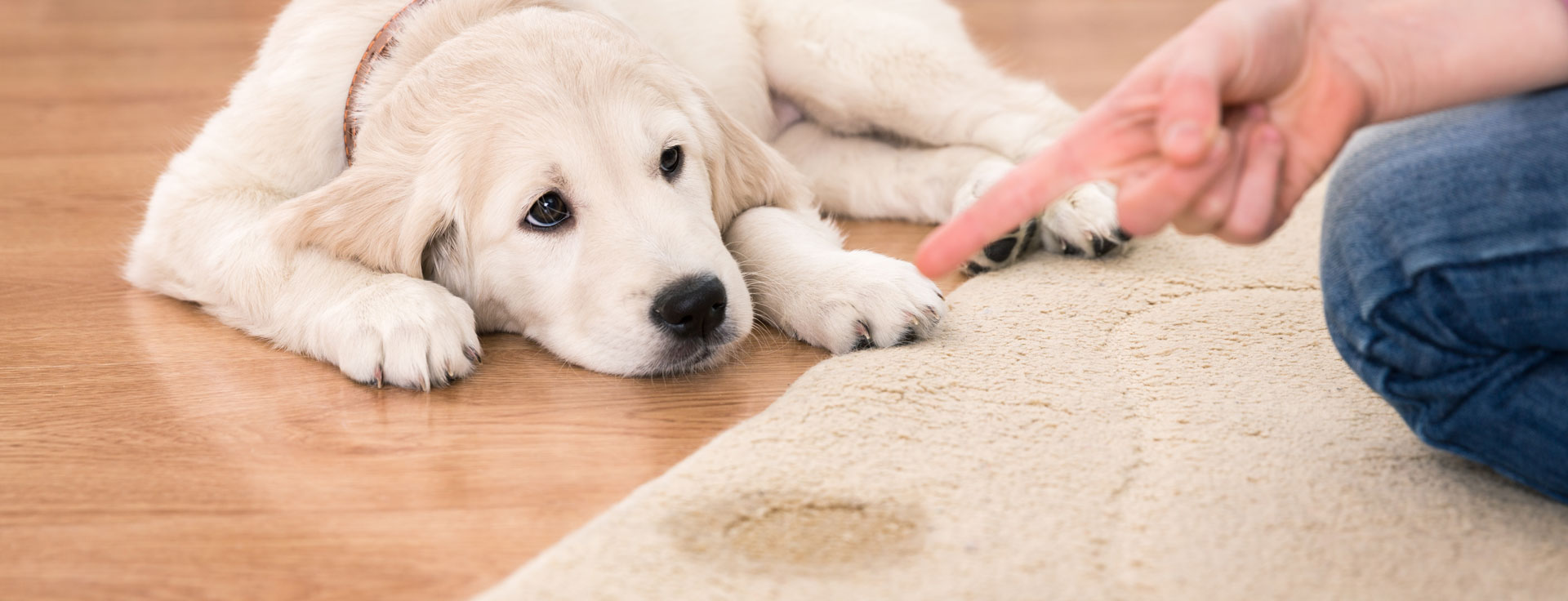 A puppy lying beside a stain on a cream rug